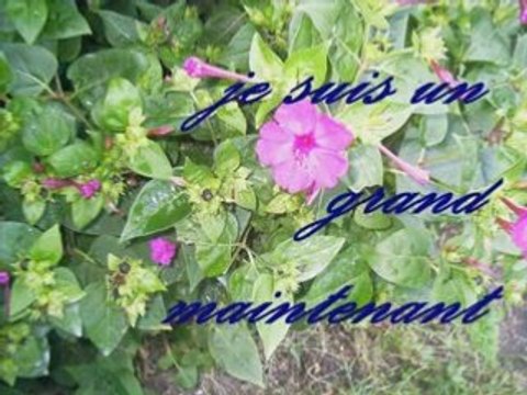 mes deux amours de chien