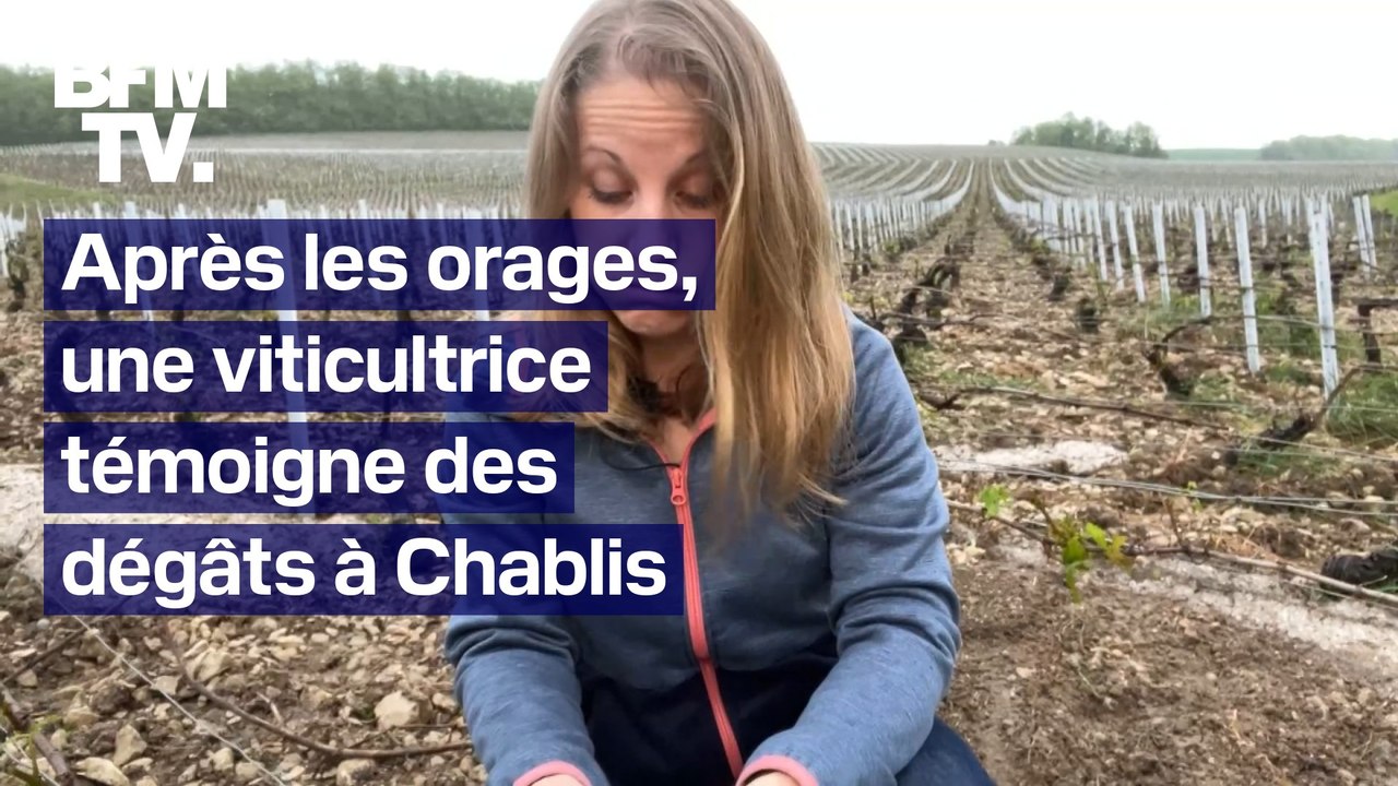 Après les orages, une viticultrice témoigne des dégâts à Chablis