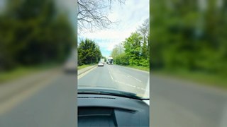 Adorable moment lorry driver lets family of geese cross busy road