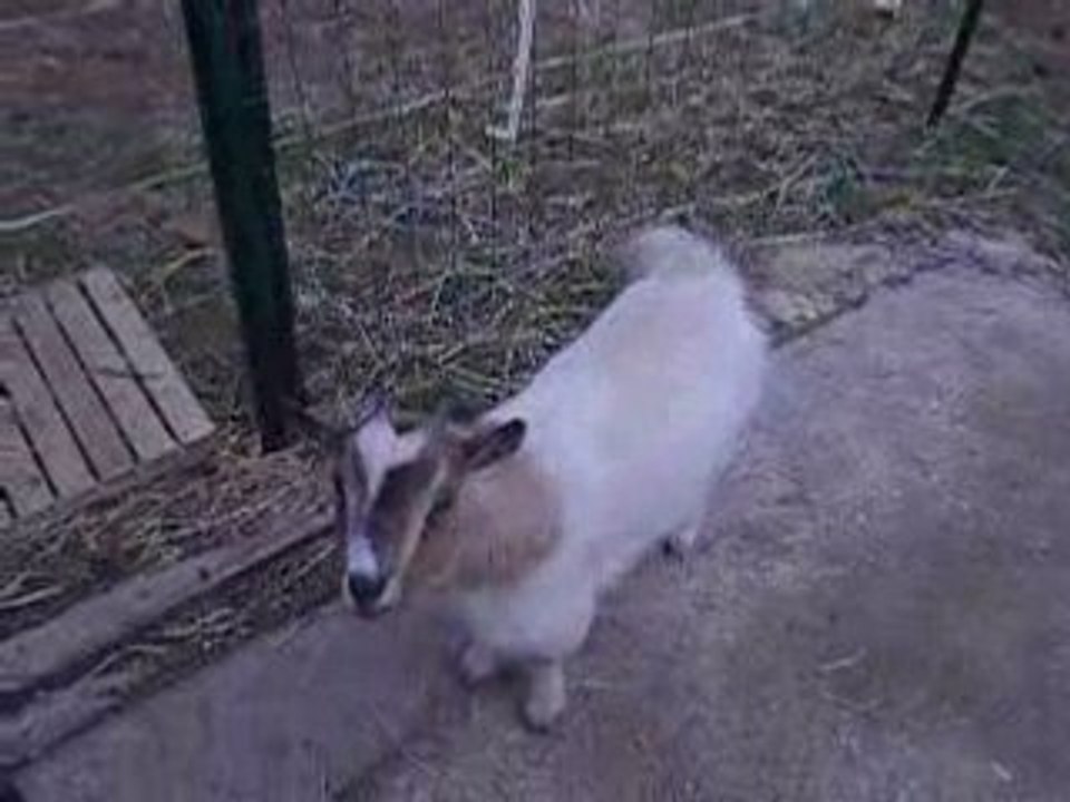 Jack et Clochette jouent avec Biquette