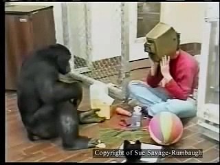 Akıllı maymun cümleler kurabiliyor