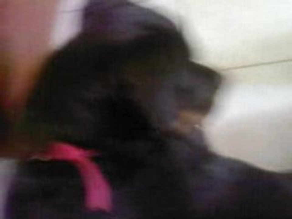 rottweiller qui joue avec un chat!!!