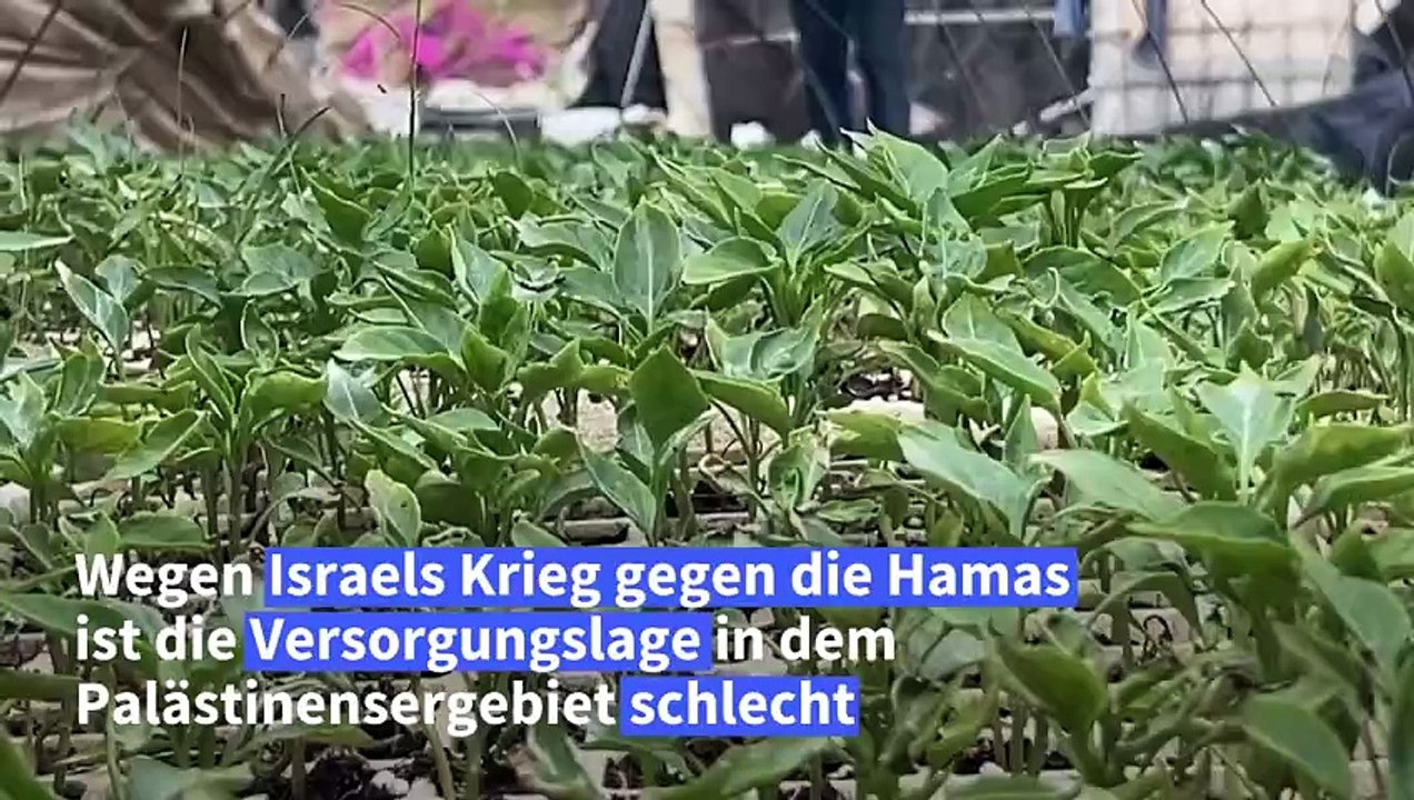 Gazastreifen: Landwirtschaft zwischen Ruinen