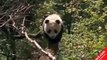1965 National Geographic Documentaries Giant Pandas The Last Refuge