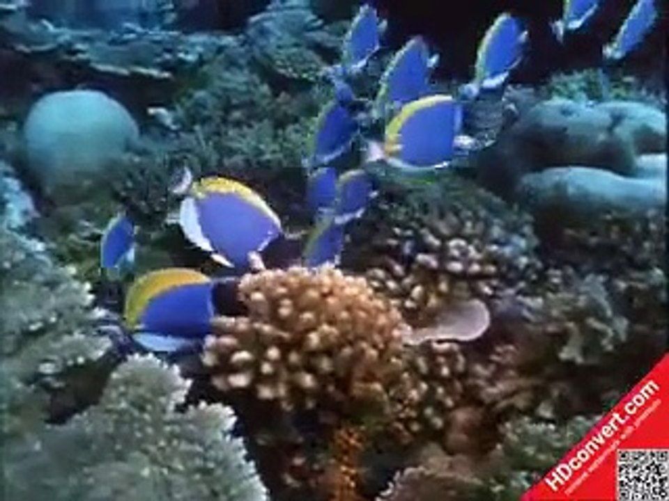 1968 The Undersea World of Jacques Cousteau S01E02 Savage World of the Coral Jungle