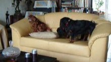 Mady-Odin-Layla