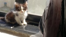 Adorable Kittens Meet a STRONG Stray Kitten They Don't Want To Fight With Him