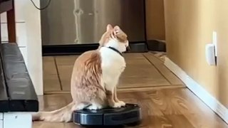 Cat and Vacuum Robot_ Unlikely Friends_ _  #funnycats #shorts