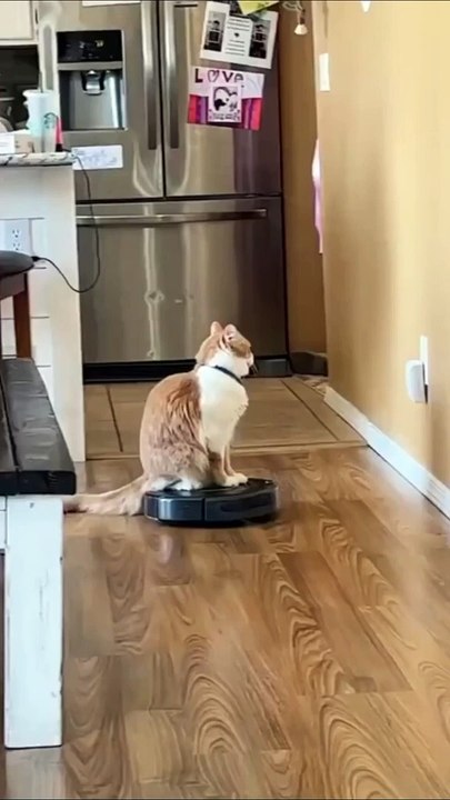 Cat and Vacuum Robot_ Unlikely Friends_ _  #funnycats #shorts