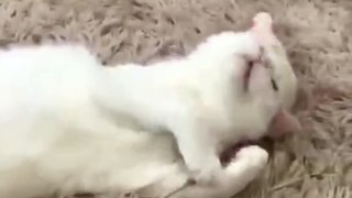 Cat and Mouse Funny Moments_ A Must-See Compilation  _ #shorts #catandmouse