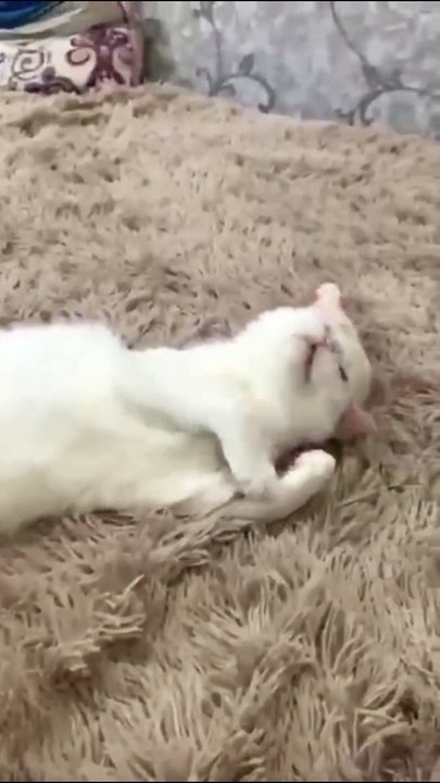 Cat and Mouse Funny Moments_ A Must-See Compilation  _ #shorts #catandmouse