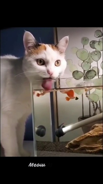 Cat and Fish_ Hilarious Moments!  _ #CatAndFish #AnimalComedy #shorts