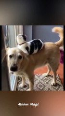 Cat and Dogs_ A Tale of Friendship and Furry Fun  _ #catsanddogs #shorts