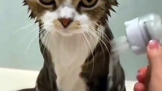 Cat Comedy Compilation #shorts  #funnycats