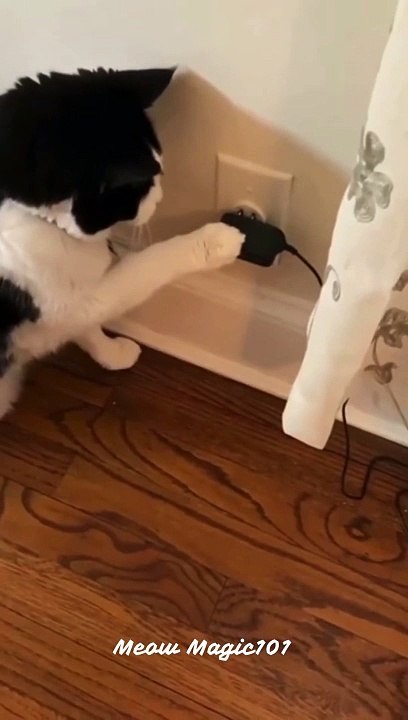 Cat Being Smart _ #shorts #smartcat #smartpets  #funnycats