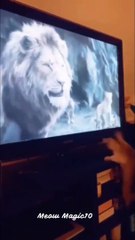 Cat Fails_ The Funniest Compilation _  #funnycats #catfails #laughoutloud #catcomedy