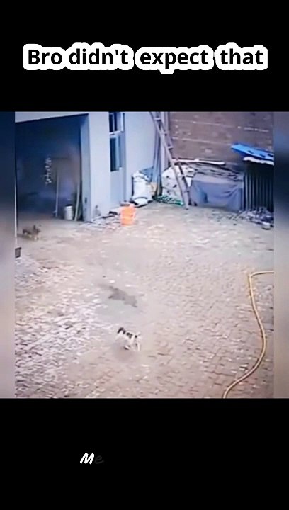 Cats and Dogs War _ #catanddog #funnycats #viral