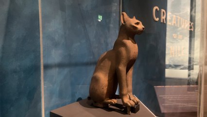 Creatures of the Nile: I take you inside fascinating exhibit at Victoria Gallery & Museum