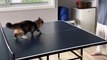 Cat Interrupts Game of Ping Pong by Attempting to Grab Tennis Ball