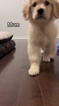 doggy, puppy , goldenretriever , dogs , puppies , dogshorts , dog Puppy sound , shorts , puppy , dog Boom,Scared ,funny cats , cat , funny, videos , doglover , funny, viral, youtubeshorts, trending,