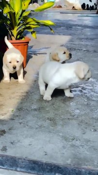 doggy, puppy , goldenretriever , dogs , puppies , dogshorts , dog Puppy sound , shorts , puppy , dog Boom,Scared ,funny cats , cat , funny, videos , doglover , funny, viral, youtubeshorts, trending,