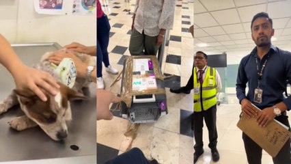 Volaris "pierde" a perrito y lo manda en otro vuelo 20 horas después