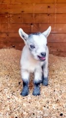 Video herunterladen: shorts | Animal sounds | sheep | baby goat funny video | doggy, puppy , goldenretriever , dogs , puppies , dogshorts , dog Puppy sound , shorts , puppy , dog Boom,Scared ,funny cats , cat , funny, videos , doglover , funny, viral, youtubeshorts, trending,