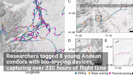 100 Miles Without Flapping its Wings! This Condor Is Simply Amazing