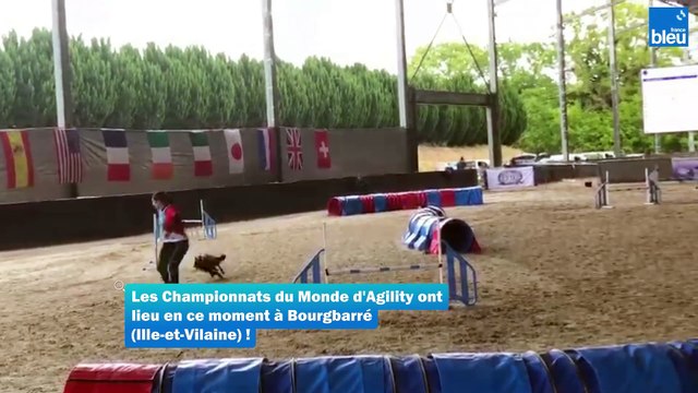 A Bourgbarre en Ille-et-Vilaine une competition pour désigner le chien le plus agile du monde.