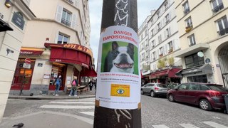 Paris : le chihuahua Elvis a-t-il été empoisonné par une habitante de Montmartre ?