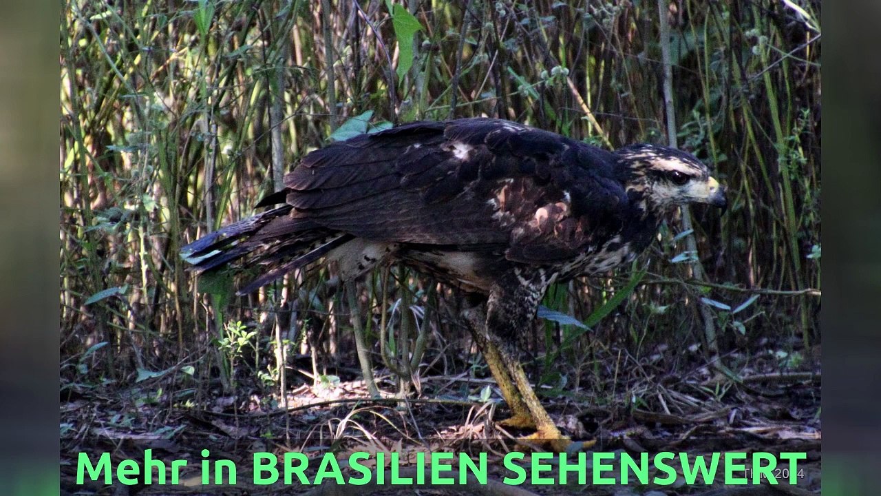 (204) Leben in Paraná oder an den Wasserfällen | AUSWANDERN nach BRASILIEN | BUNDESSTAATENSERIE