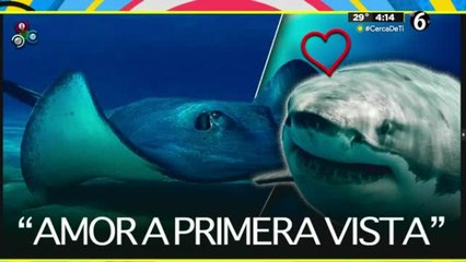 El extraño caso de una mantarraya embarazada de un tiburón