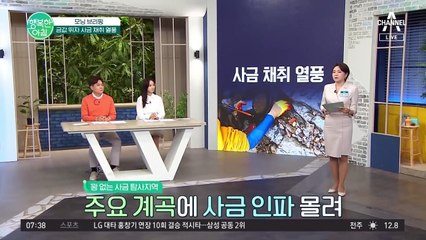 금값 뛰자 사금 채취 열풍! 꽝 없는 사금 탐사지역으로 사람 몰려 난리 #사금채취