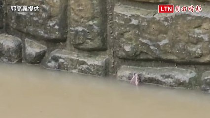 高雄柴山滯洪池：豐富生態吸引多種保育鳥類與台灣獼猴 🐒