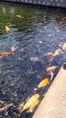 Tirta Gangga Karangasem Bali