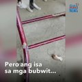 Ang funny! Mga pusa, nagulat sa kakaibang technique ng mga daga | GMA Integrated Newsfeed
