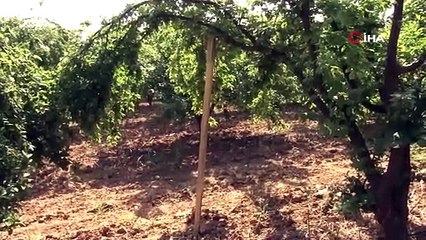 Türkiye'nin yeşil altınında hasat başladı: 100 TL'ye tezgahta