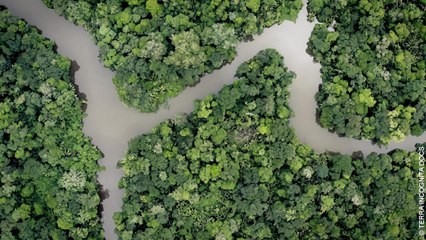 Faune d'Amérique Latine