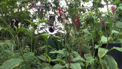 حدائق كيو تحتضن الفن.. منحوتات ضخمة مستوحاة من العلم والطبيعة