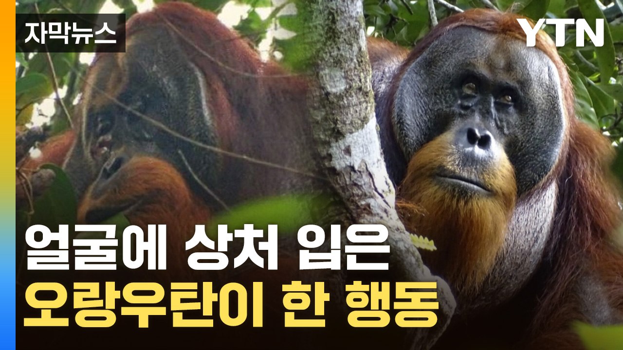 [자막뉴스] 얼굴에 상처 입은 야생 오랑우탄...포착된 모습 '깜짝' / YTN