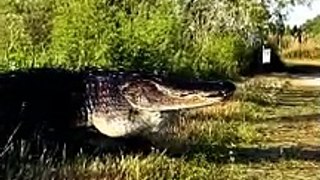 Big crocodile