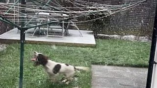 Pure Joy! Dog Experiences Snow for the First Time