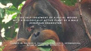Orangutan uses plant to heal itself