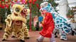 La danse du Lion Chinoise, une coutume millénaire! (exclusivité dailymotion)