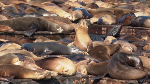 Más de mil leones marinos llegan a San Francisco, la cifra más alta en 15 años