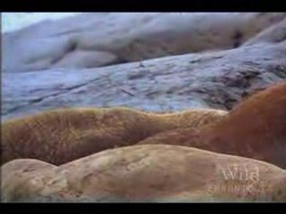 Ours Polaire National Geographic