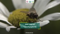 تتنبأ بكوارث المناخ .. ماذا نحتاج من الحشرات؟