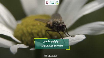 تتنبأ بكوارث المناخ .. ماذا نحتاج من الحشرات؟