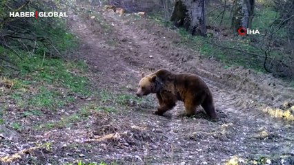 Anne ayı ve yavrusu fotokapana takıldı