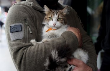 "Yedi Bela Hüsnü" lakaplı kedi mahallenin ilgi odağı oldu